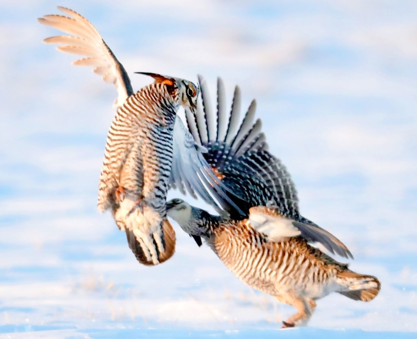 Prairie Chickens